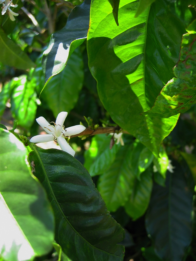 059 Jaques Coffee.jpg